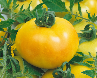 Fried Green Hybrid Tomato Seeds